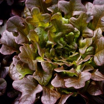 Salade feuille de chêne ROUGE (la pièce)