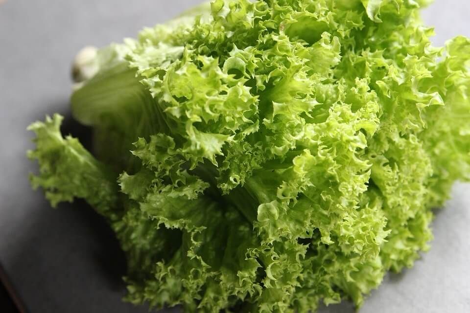 Salade Frisée (la pièce)