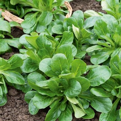 Salade Mâche (le kg)