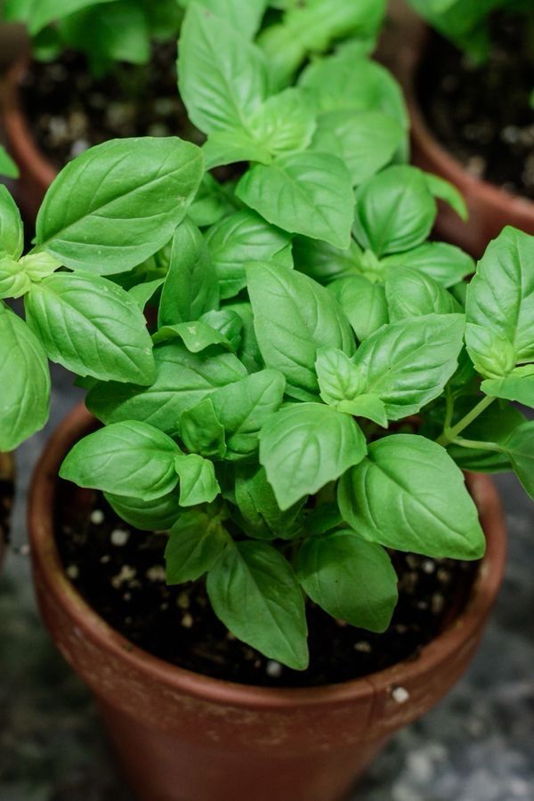 Basilic en pot (a planter)