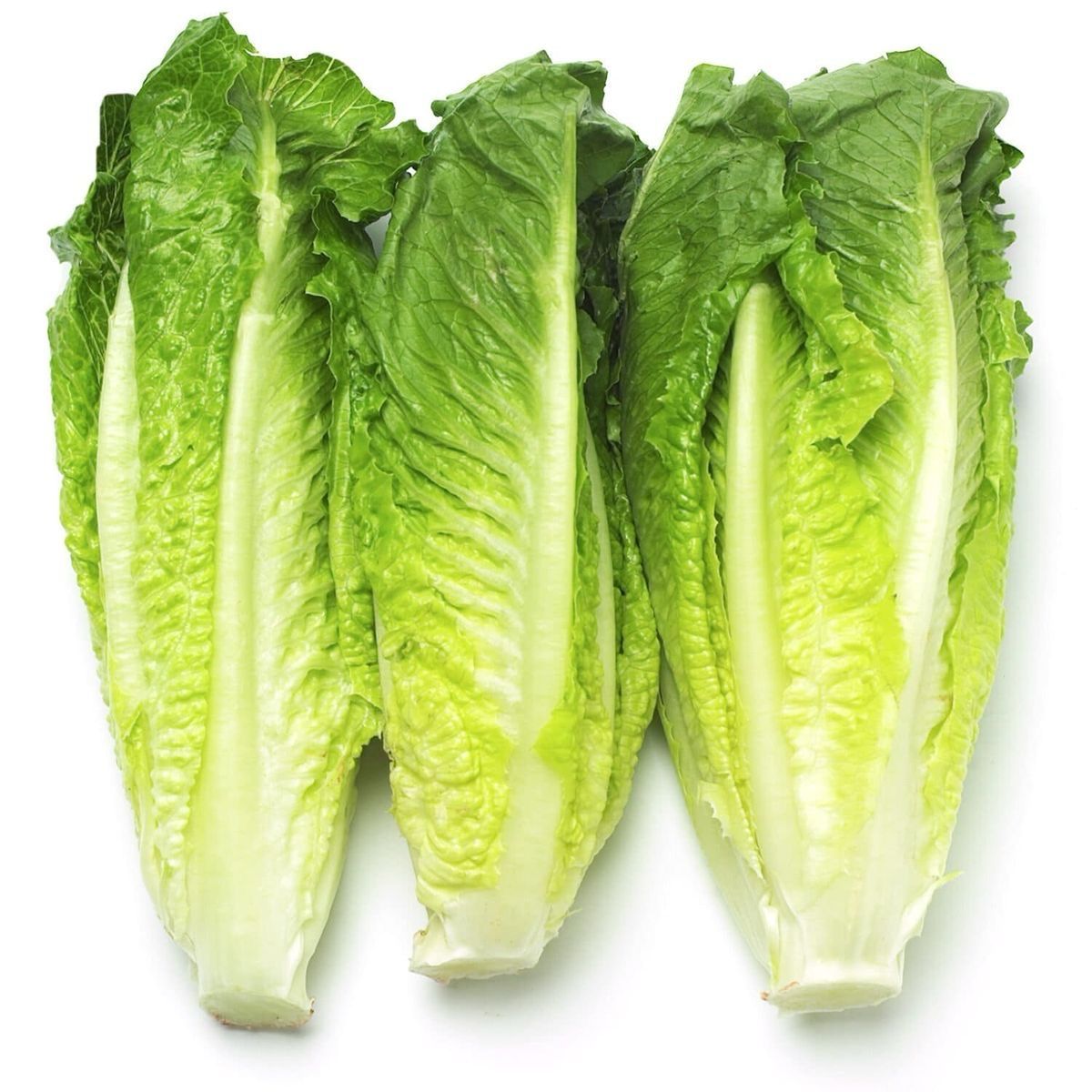 Salade romaine (pièce)