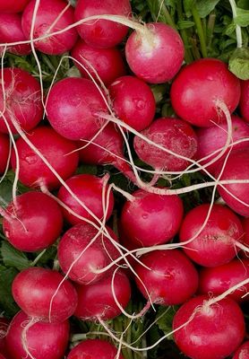 Radis rouge (la pièce)