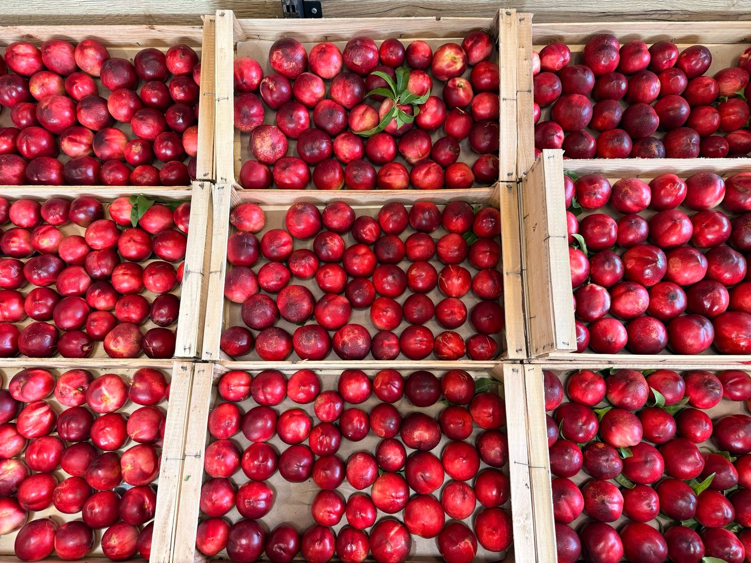 Plateaux nectarines ferme aux fruits