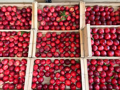 Plateaux nectarines ferme aux fruits