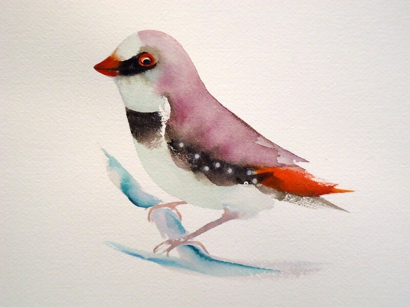 beautiful finch