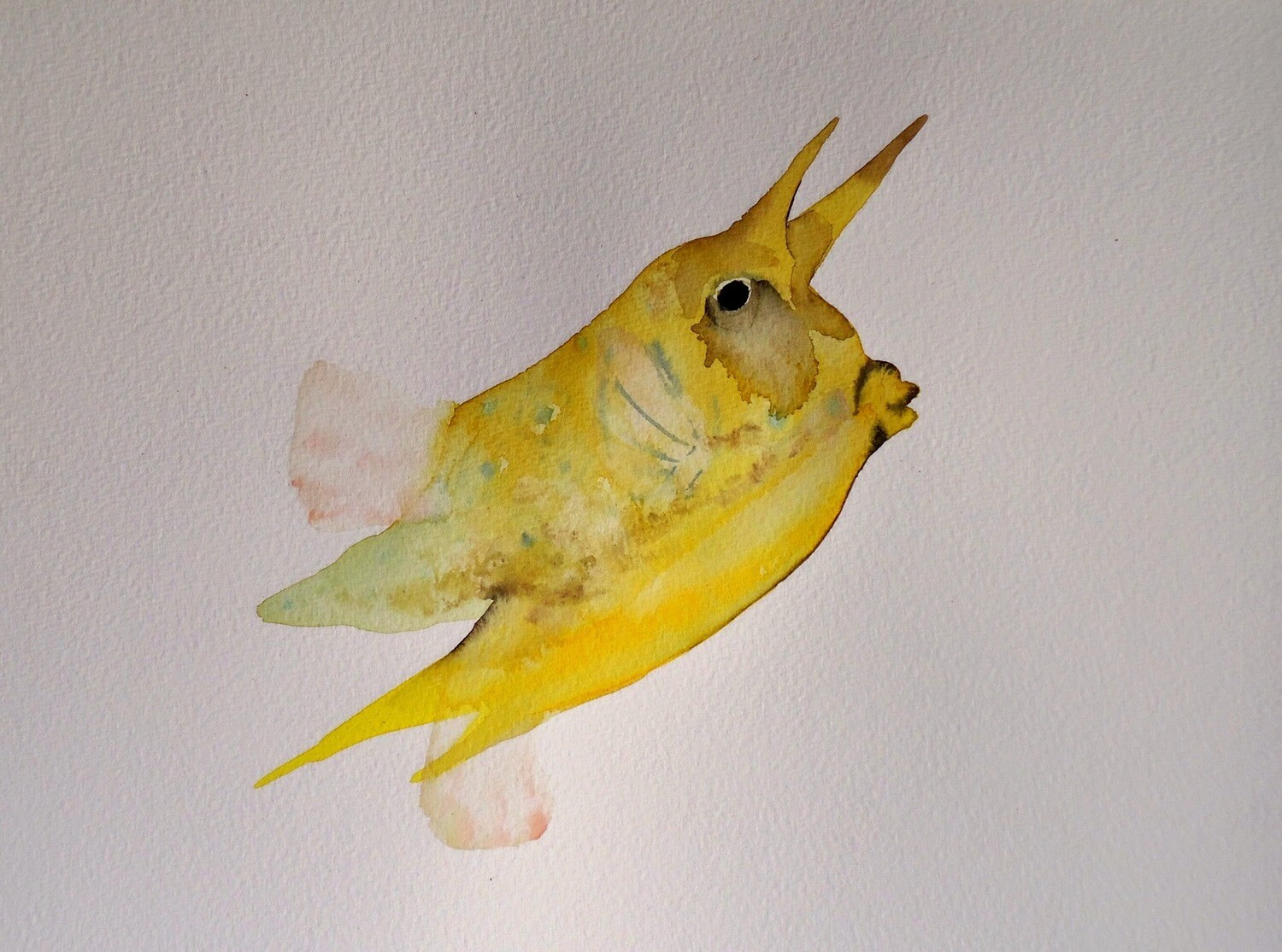 boxfish