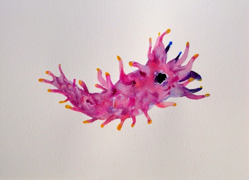 sea slug