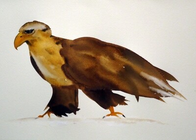 european brown eagle