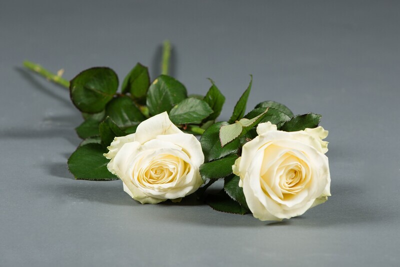 Strooibloemen