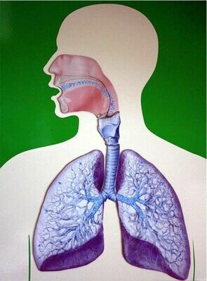 Magnettafel Atmungsorgane