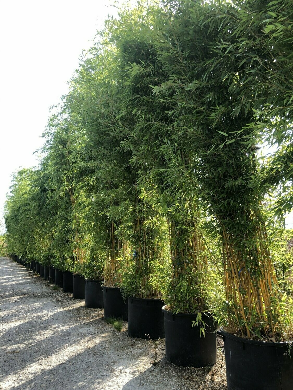 bambous Phyllosstachys aurea taille 5 mètres