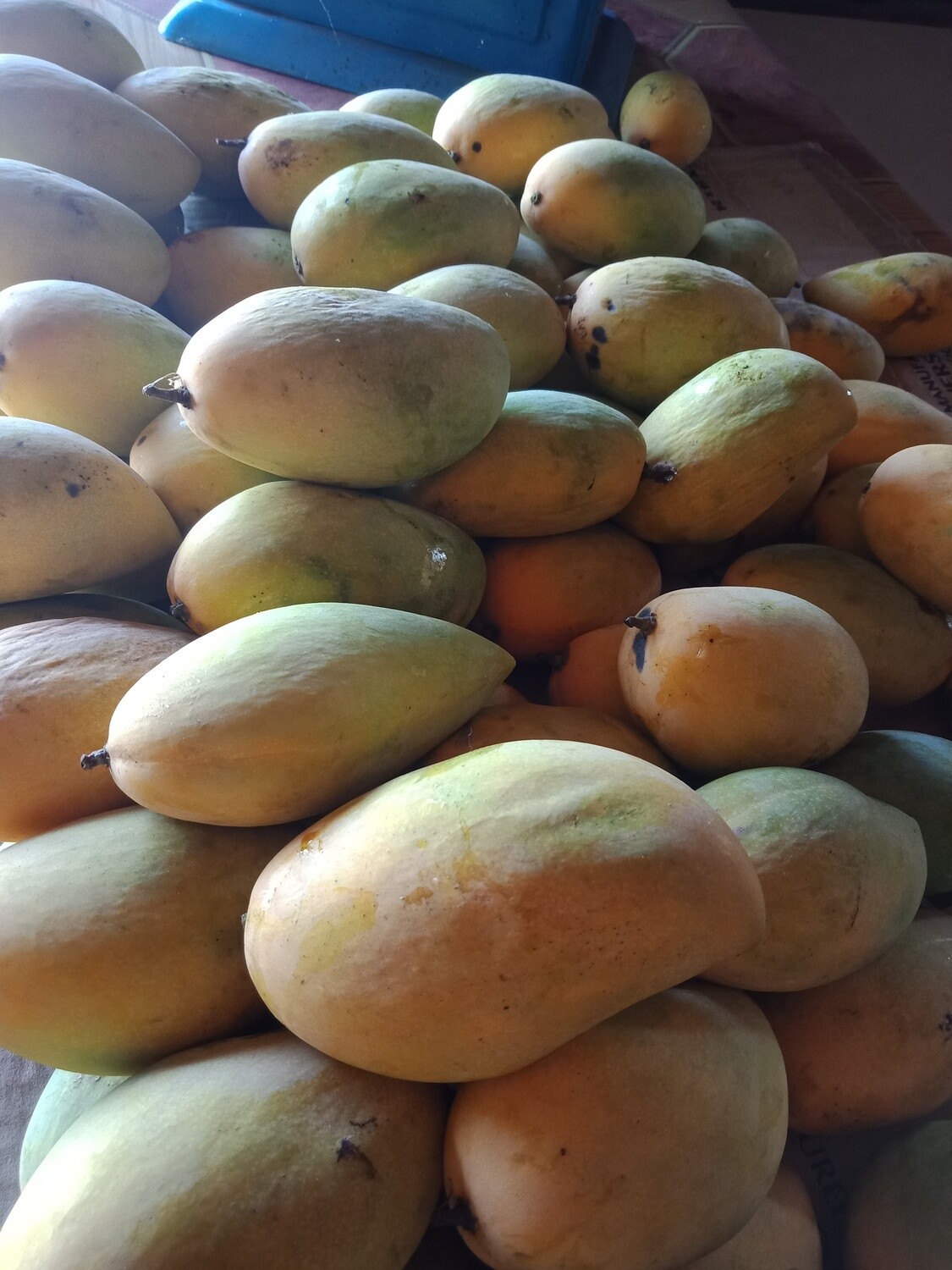 riped mango