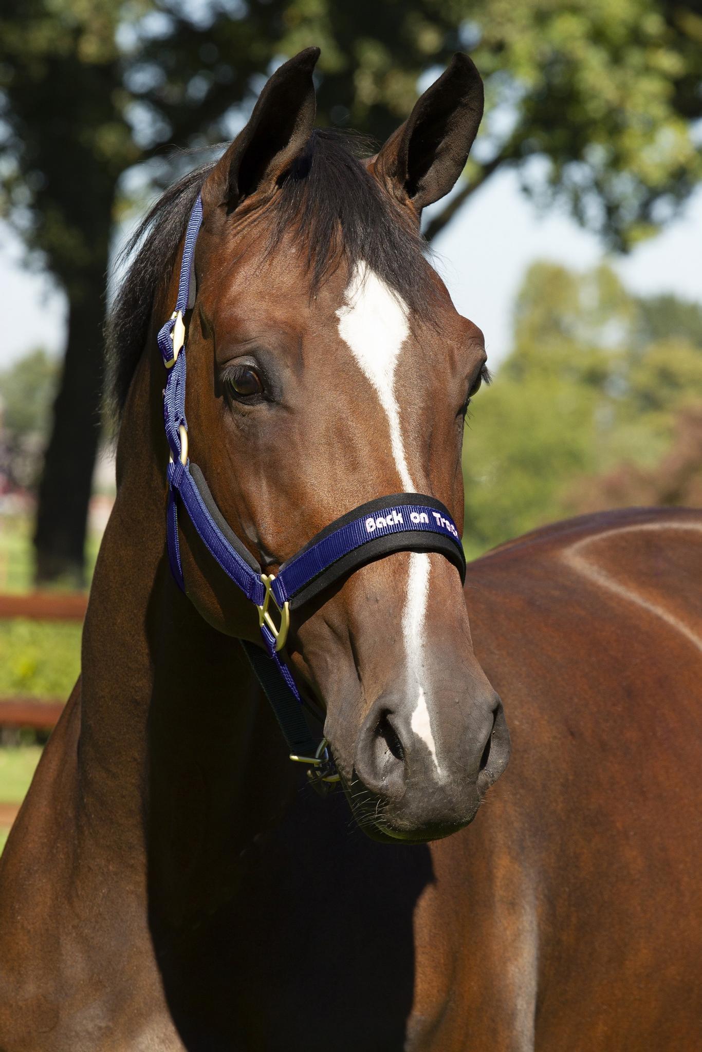 Back on Track Halfter