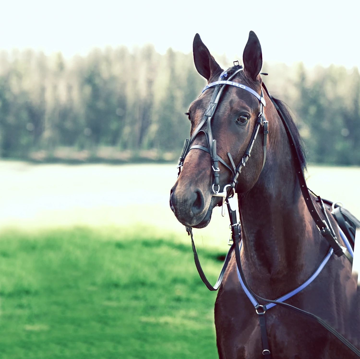 Finntack Pro Zaum inkl. Scheck  100% Beta