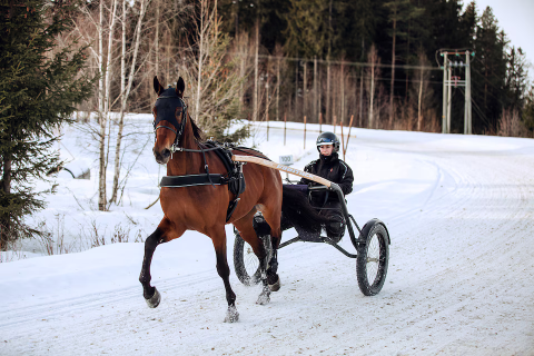 Trainingsbrustblatt Finntack
