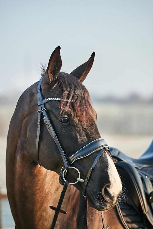 HorseGuard Cryll 23.2 Crystal Trense