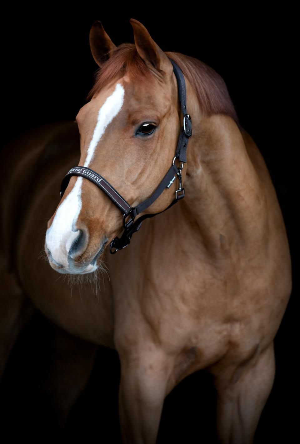 ​Horse Guard Sandra Halfter – stylisch & bequem