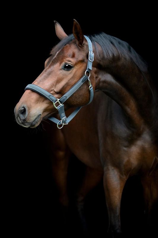Horse Guard Vardia Halfter – mit Flechtdetail