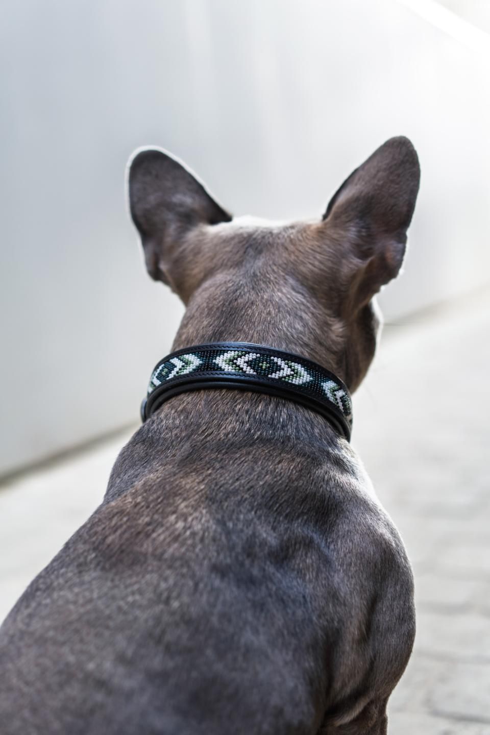 ​CATAGO Viben Hundehalsband aus Leder