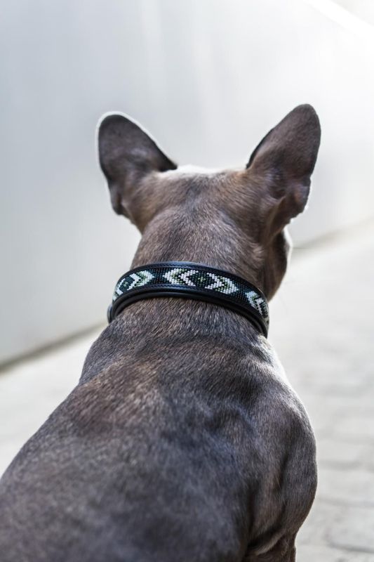 ​CATAGO Viben Hundehalsband aus Leder