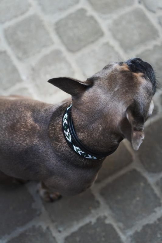 ​CATAGO Viben Hundehalsband aus Leder