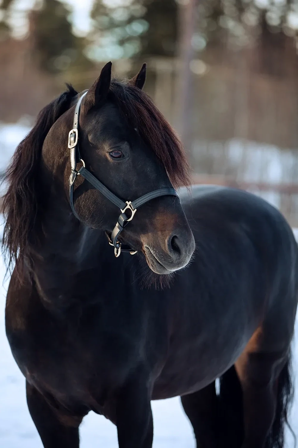 Finntack Elite Lederhalfter breit