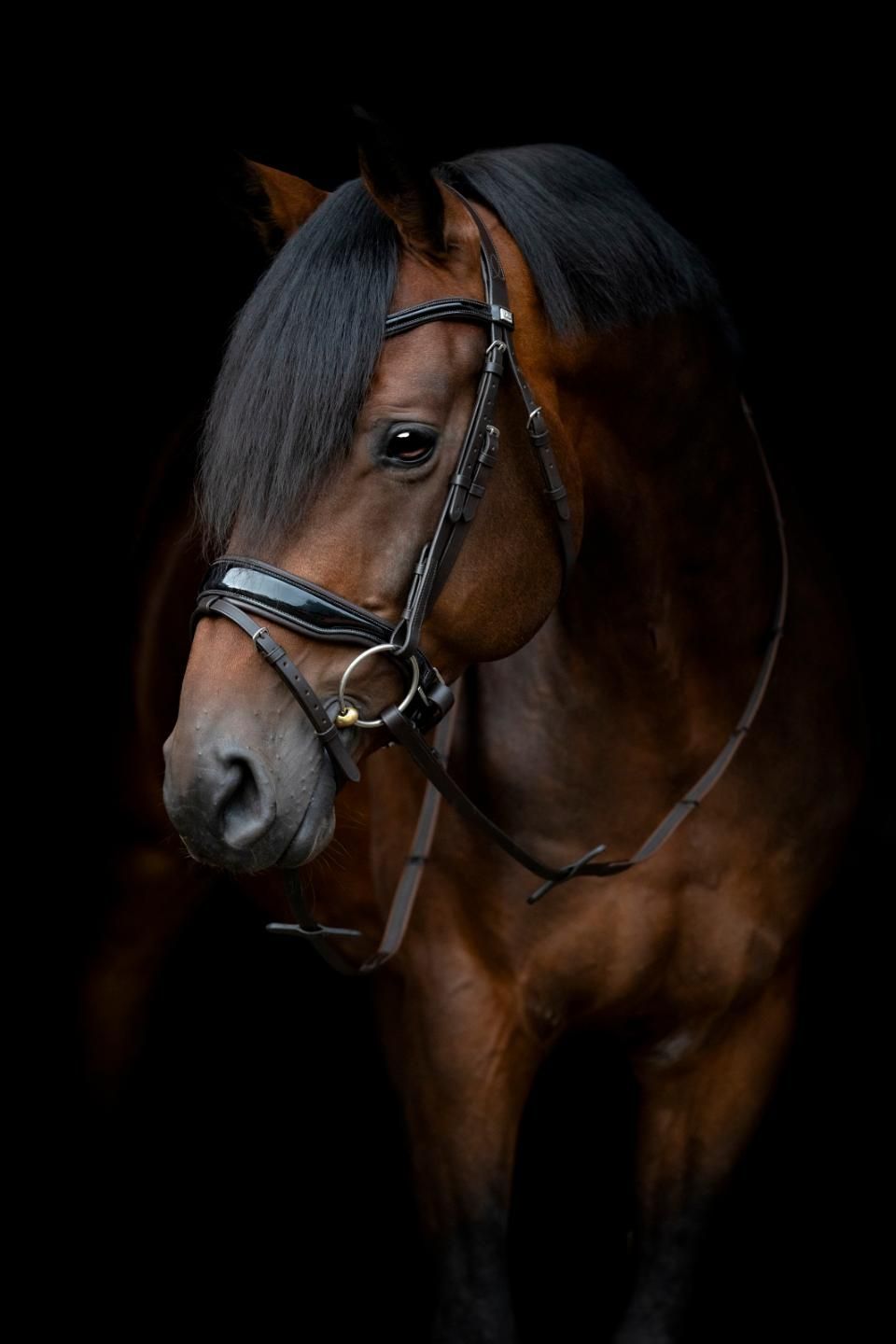 HorseGuard Cryll 24.1 Lack Trense HorseGuard Cryll 24.1 Lack Trense