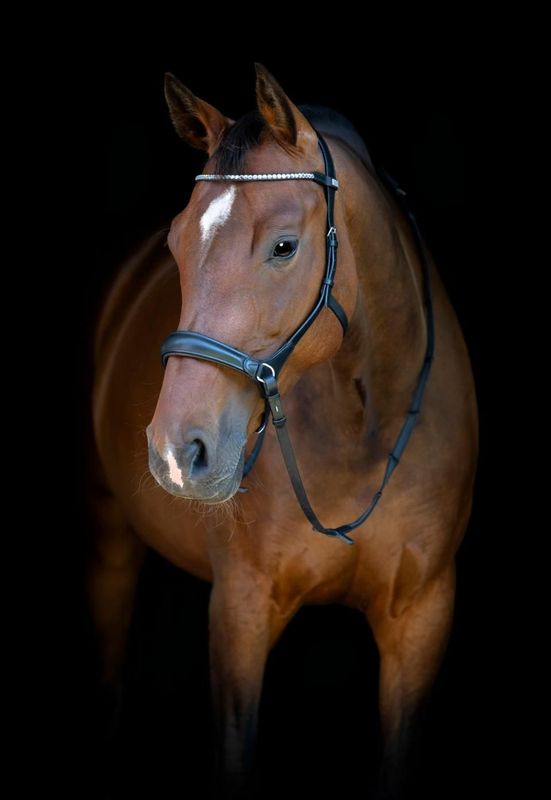 ​Horse Guard gebisslose Trense – Leder
