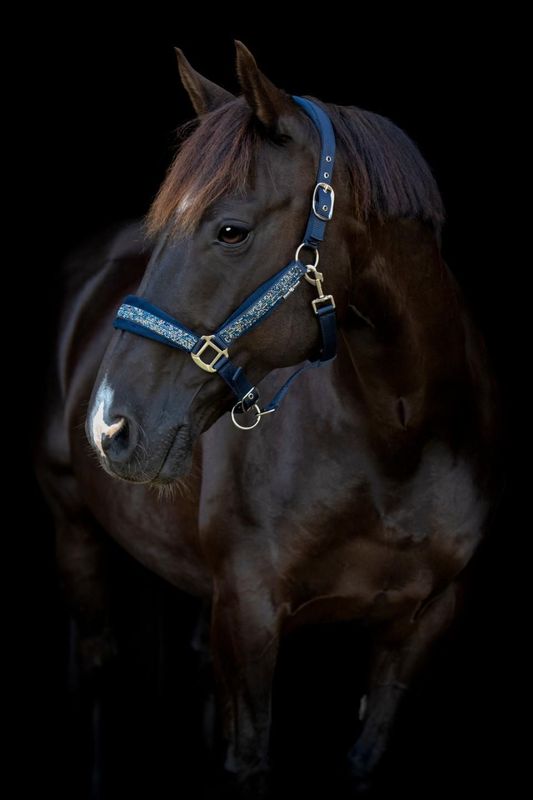 HorseGuard Angel Halfter
