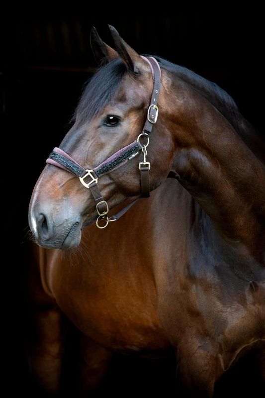 ​HorseGuard Angel Halfter