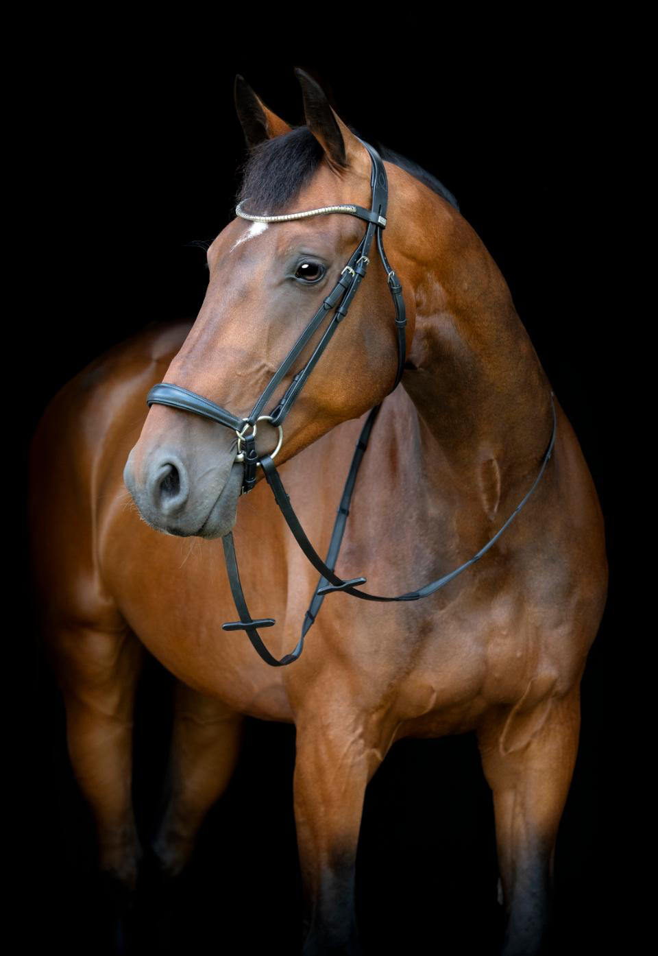 HorseGuard Cryll 26.1 Trense – hannoversches Reithalfter