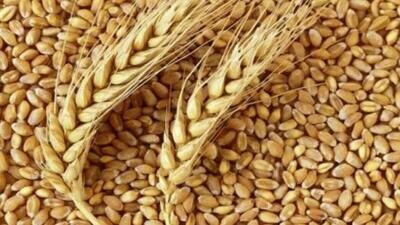Wheat