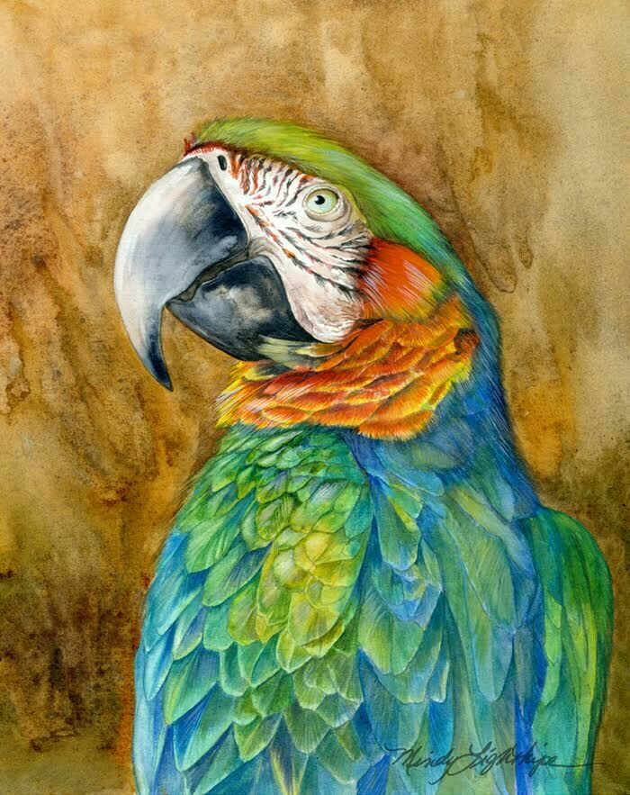 Pencil And Watercolor Parrot