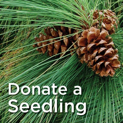 Donate a Seedling