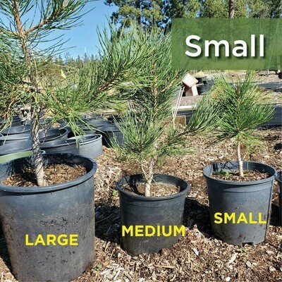 Small Ponderosa Pine 
