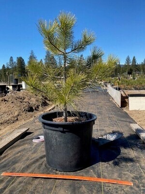 XX Large Ponderosa Pine (Limit: 1)