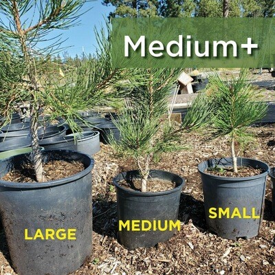 Medium Ponderosa Pine 