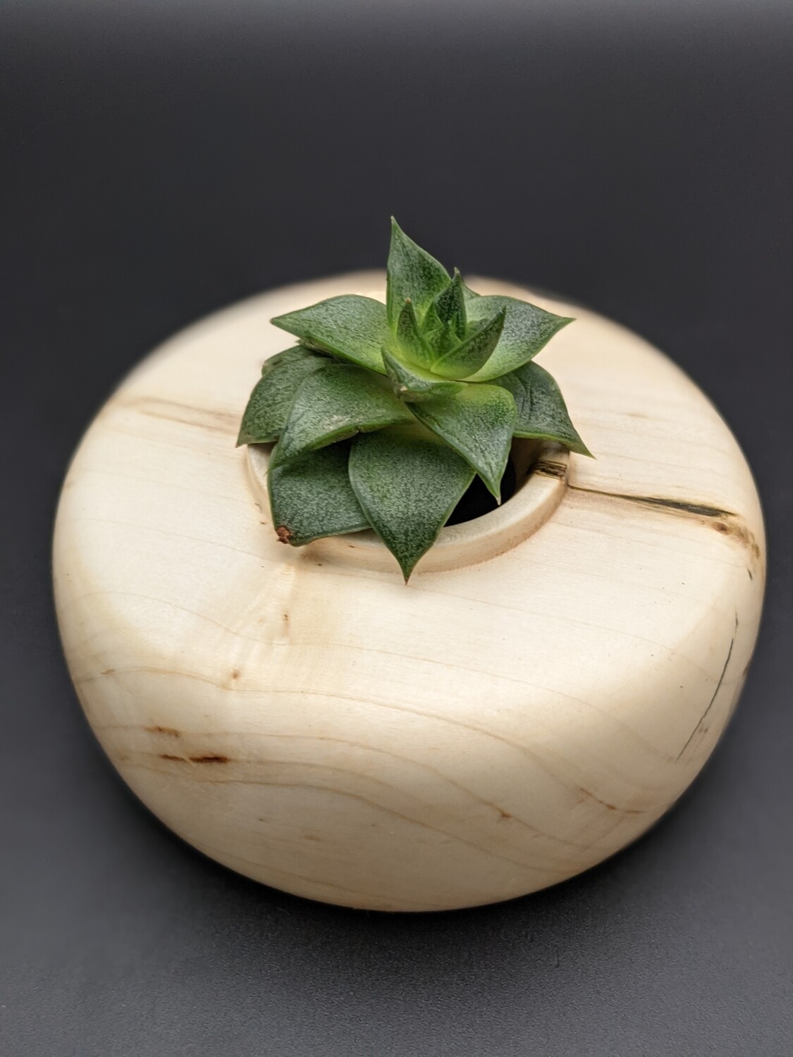 Spalted Maple Hollow Vessel #2