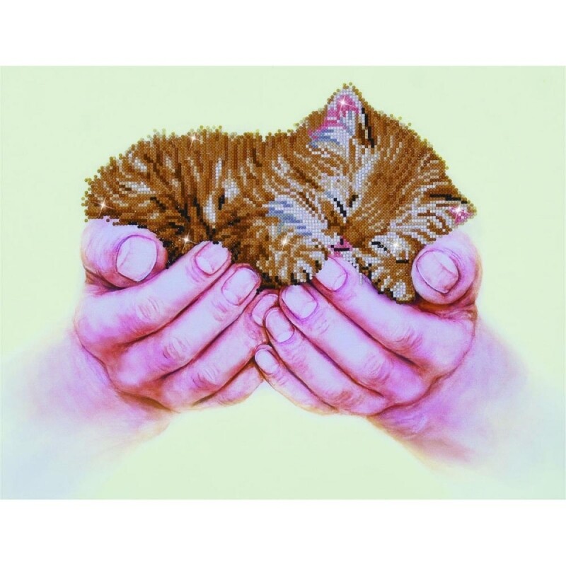 Precious kitten
