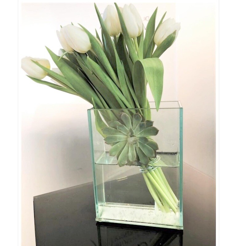 Modern Tulip