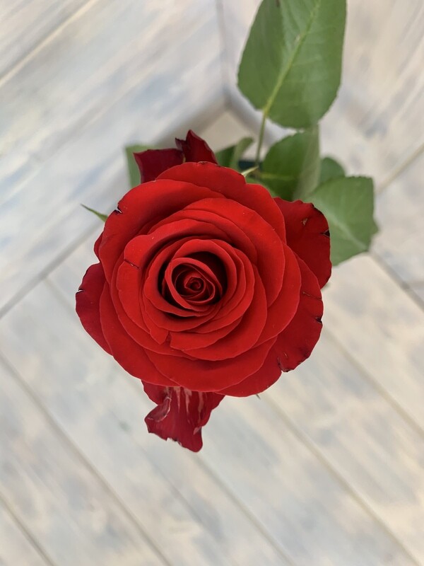 Роза Кения Красная