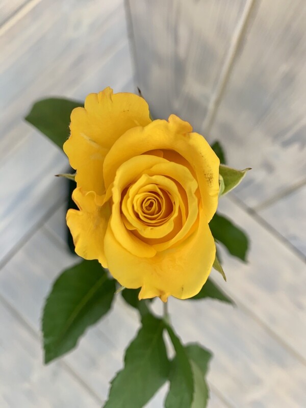 Роза Кения Желтая