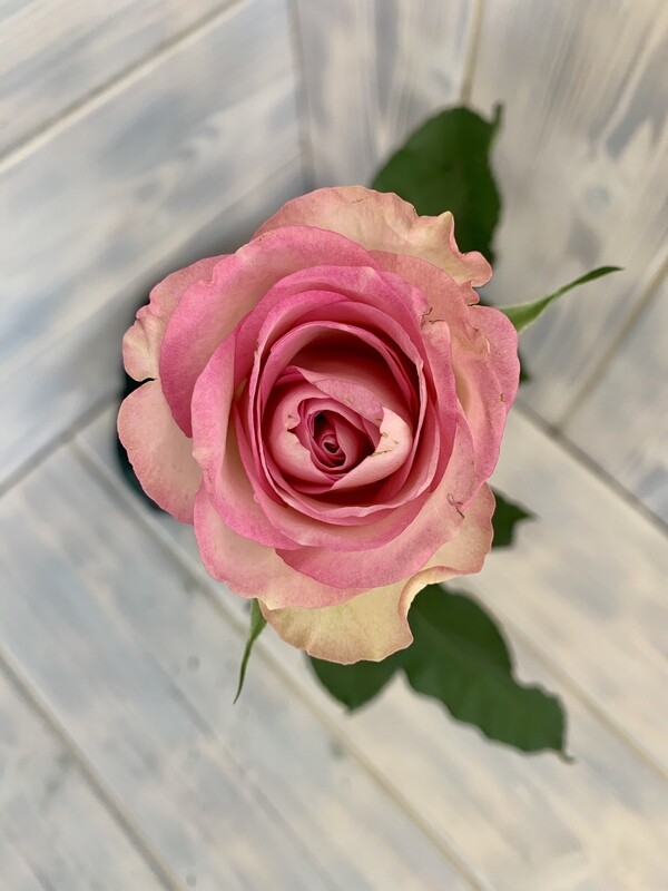 Роза Кения Розовая