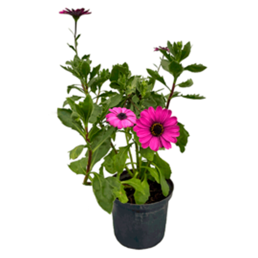 MARGARITA PUNTO AZUL