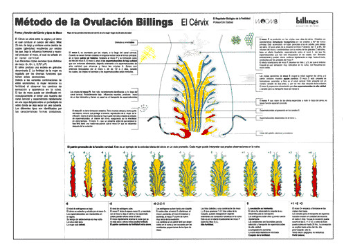 Láminas de pared. M.O.Billings®. El Cérvix