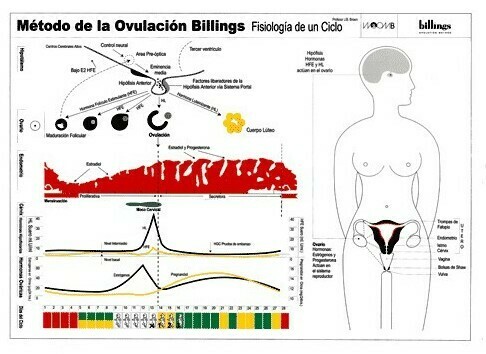 Láminas de Pared. M.O.Billings®. Fisiología de un Ciclo