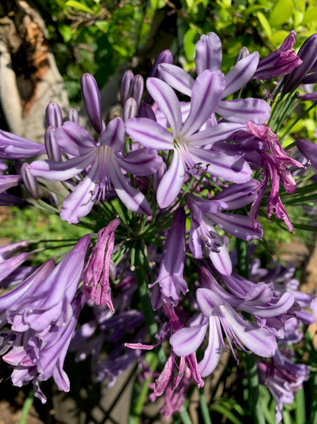 AGAPANTHUS EARLY MAUVE 5L AGAPANTHUS EARLY MAUVE 5L