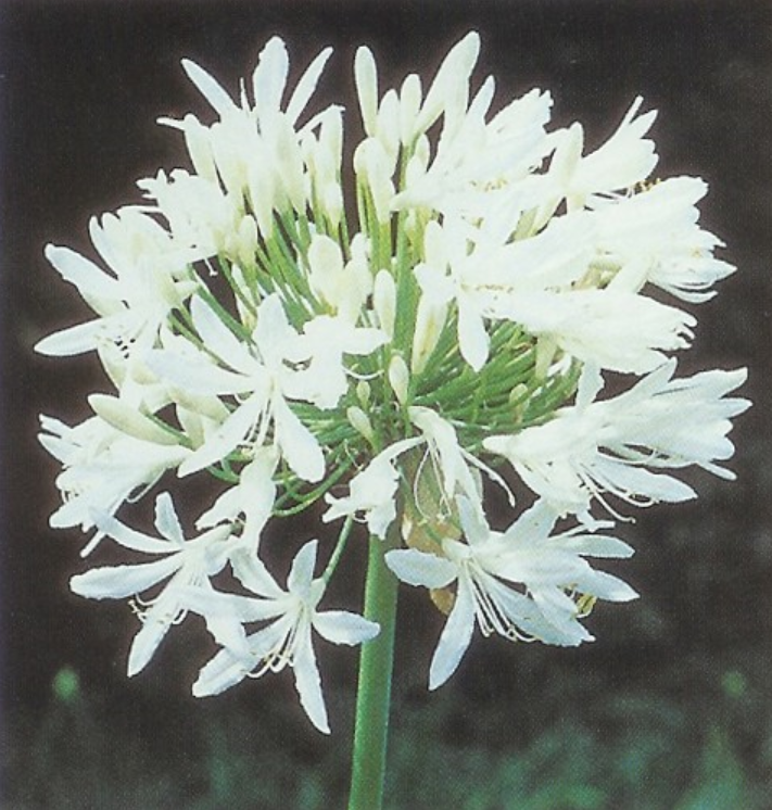 AGAPANTHUS TALL WHITE 5L AGAPANTHUS TALL WHITE 5L