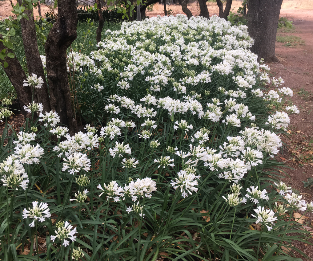 AGAPANTHUS MEDIUM WHITE 4L AGAPANTHUS MEDIUM WHITE 4L