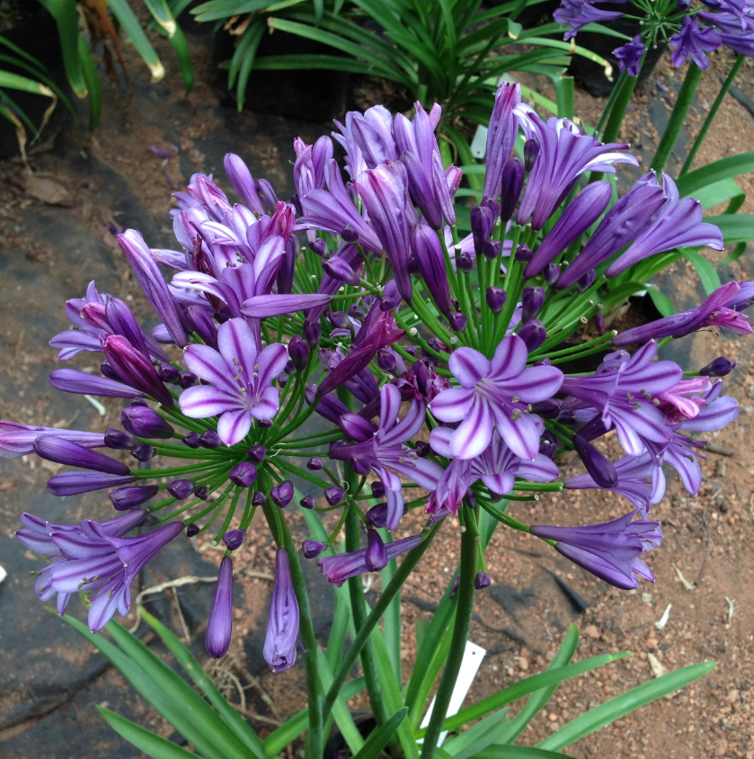 AGAPANTHUS PURPALICIOUS 5L AGAPANTHUS PURPALICIOUS 5L